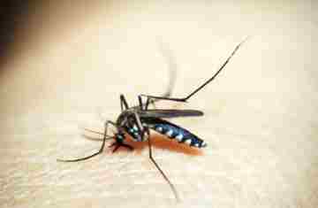  Casos de dengue e chikungunya custaram R$ 1,2 bi ao sistema de saúde 
